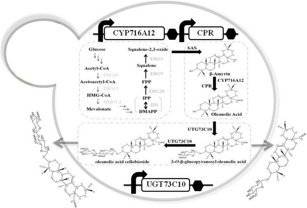 Method for synthesizing 3-O-glucose-based oleanolic acid and cellobiose oleanolic acid by using saccharomyces cerevisiae