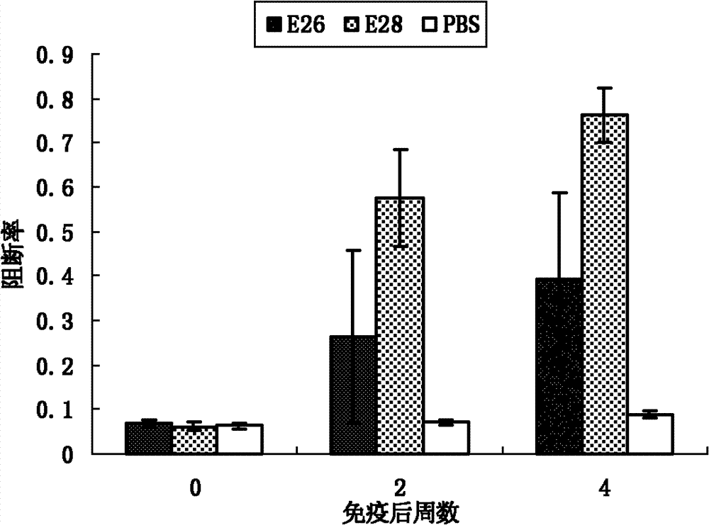 Synthetic peptide vaccine for swine fever and application thereof