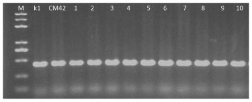 Marker for auxiliary detection of wheat high SNP (Single Nucleotide Polymorphism) and application thereof