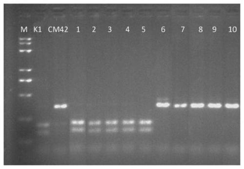 Marker for auxiliary detection of wheat high SNP (Single Nucleotide Polymorphism) and application thereof