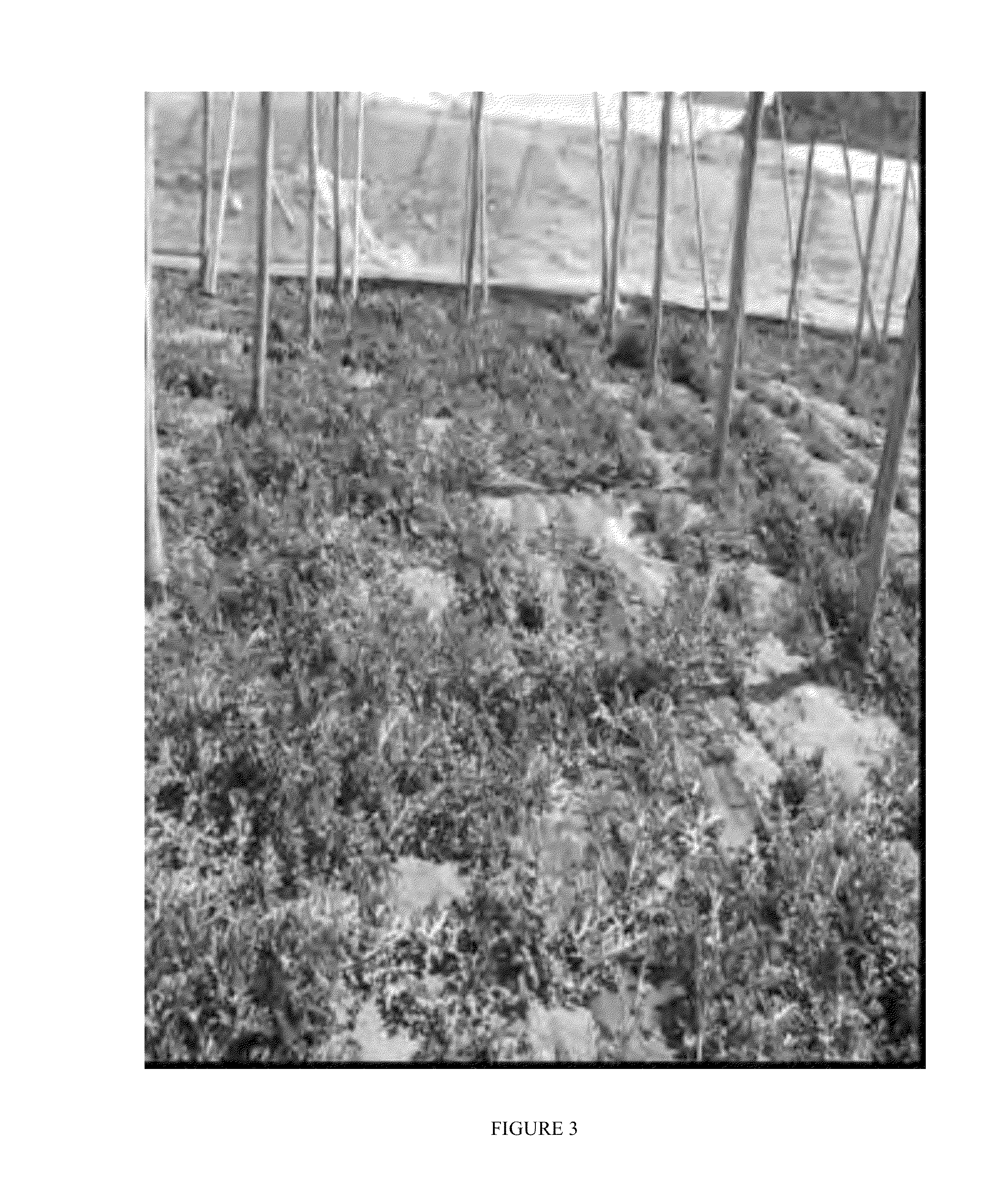 Bacterial strains and a bionematicide and plant growth stimulator containing them