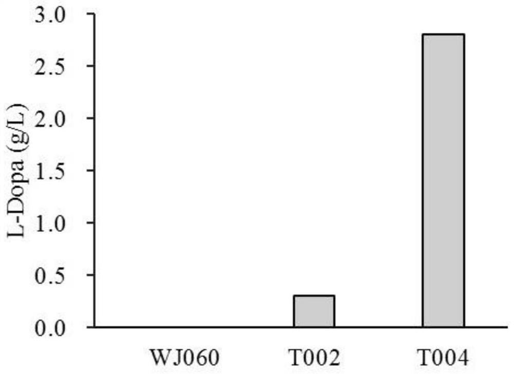 Recombinant strain of Escherichia coli producing levodopa and its construction method and application