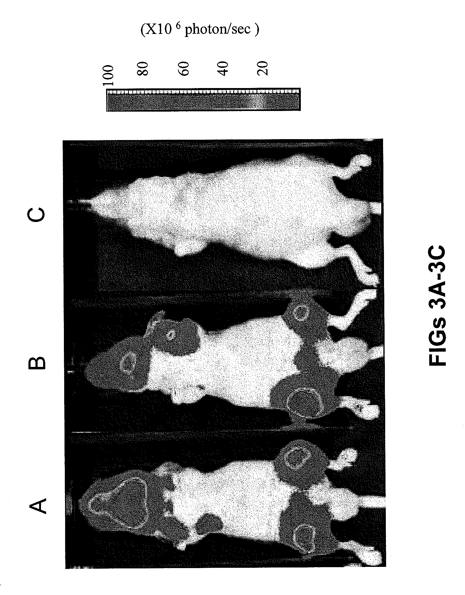 COMPOSITIONS AND METHODS RELATED TO miR-16 AND THERAPY OF PROSTATE CANCER