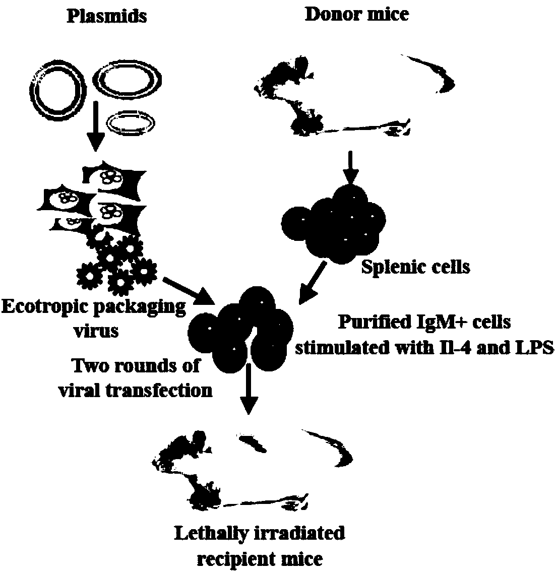 Construction method and application of primary MM (multiple myeloma) mouse model