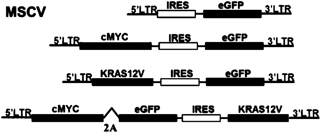 Construction method and application of primary MM (multiple myeloma) mouse model