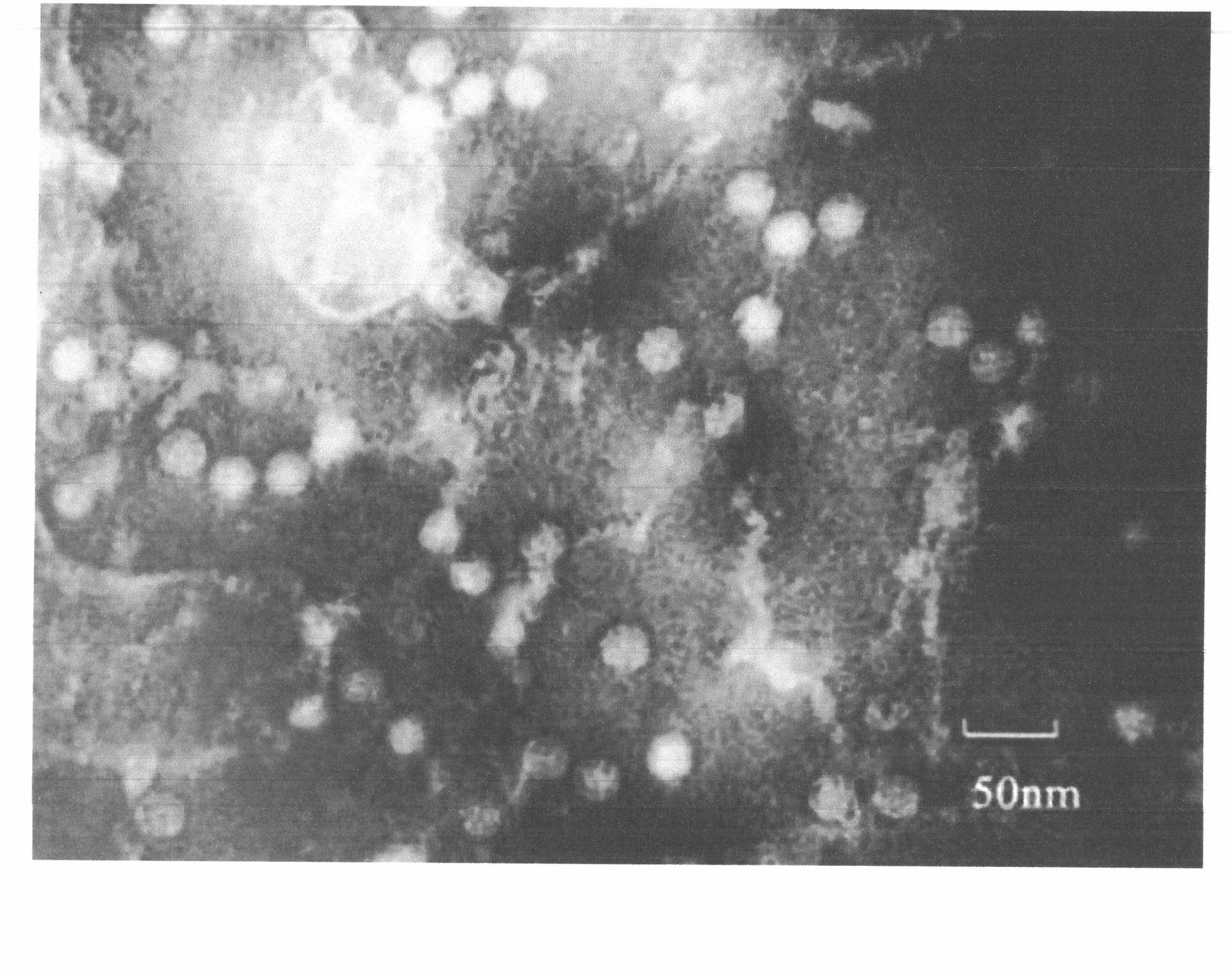 Novel high-efficient quick virus elimination technique for strawberries