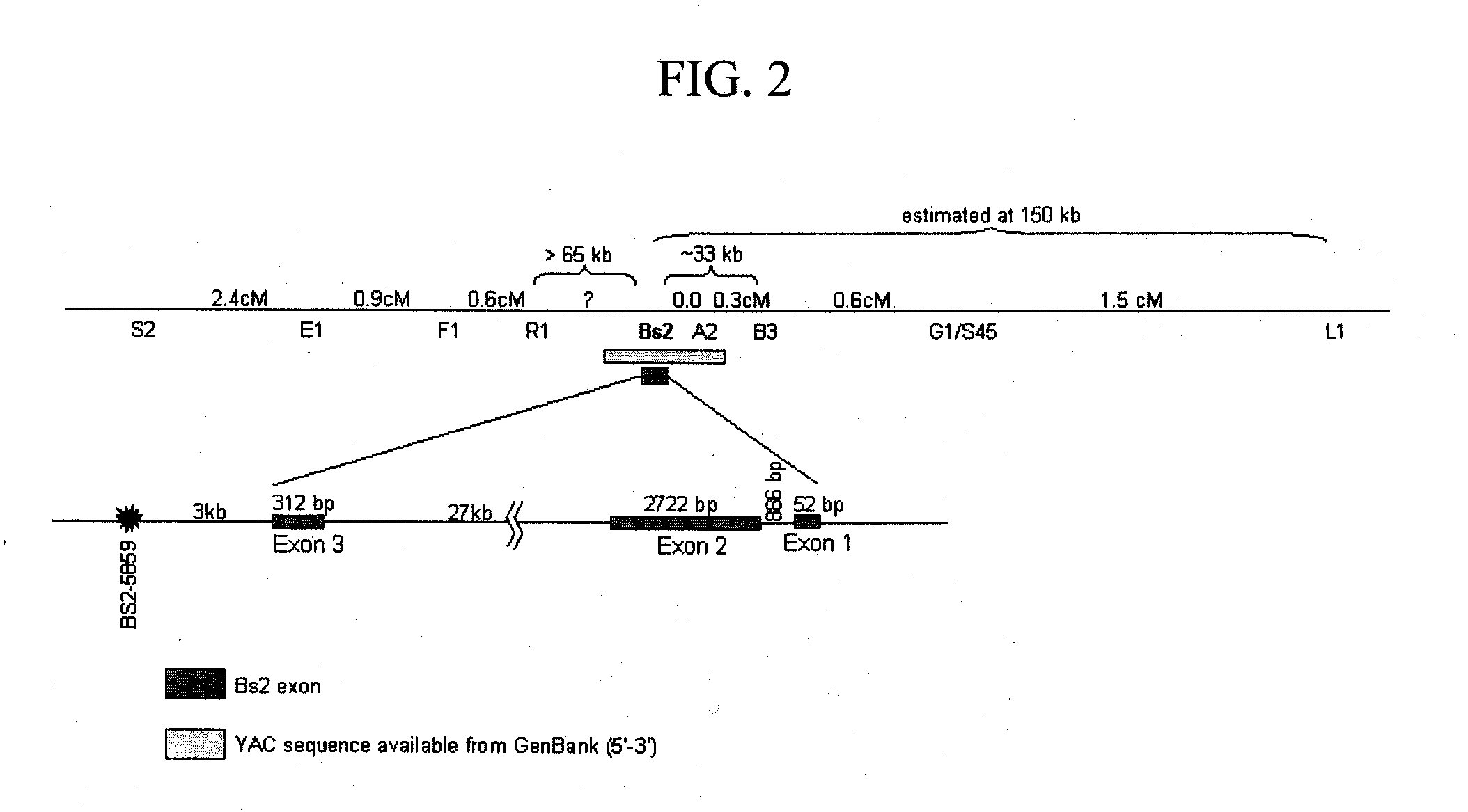 COMPOSITIONS AND METHODS FOR ASSAYING MARKERS TIGHTLY LINKED TO RESISTANCE LOCUS Bs2 OF PEPPER