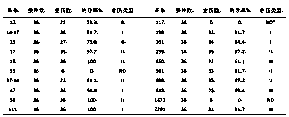 Construction method of screening condition in rice chloroplast genetic transformation process