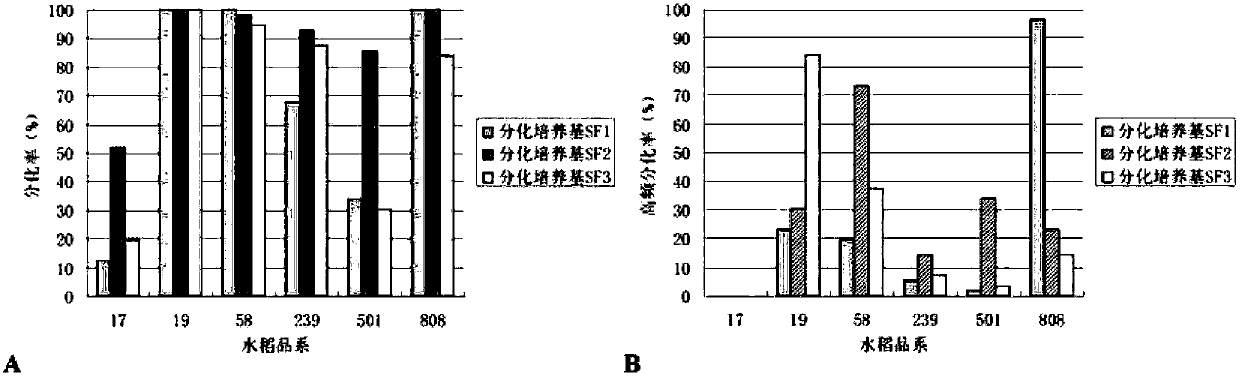 Construction method of screening condition in rice chloroplast genetic transformation process