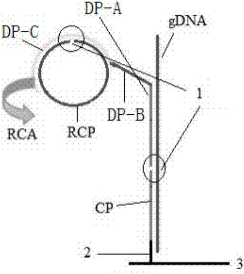 Preparation method for biological chip for detecting food-borne pathogenic bacteria