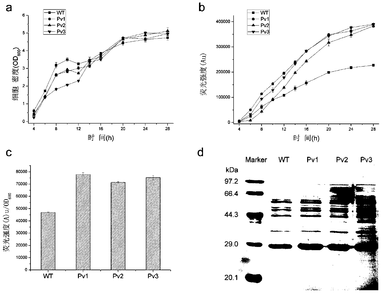 A Bacillus subtilis promoter with improved activity and its construction and application