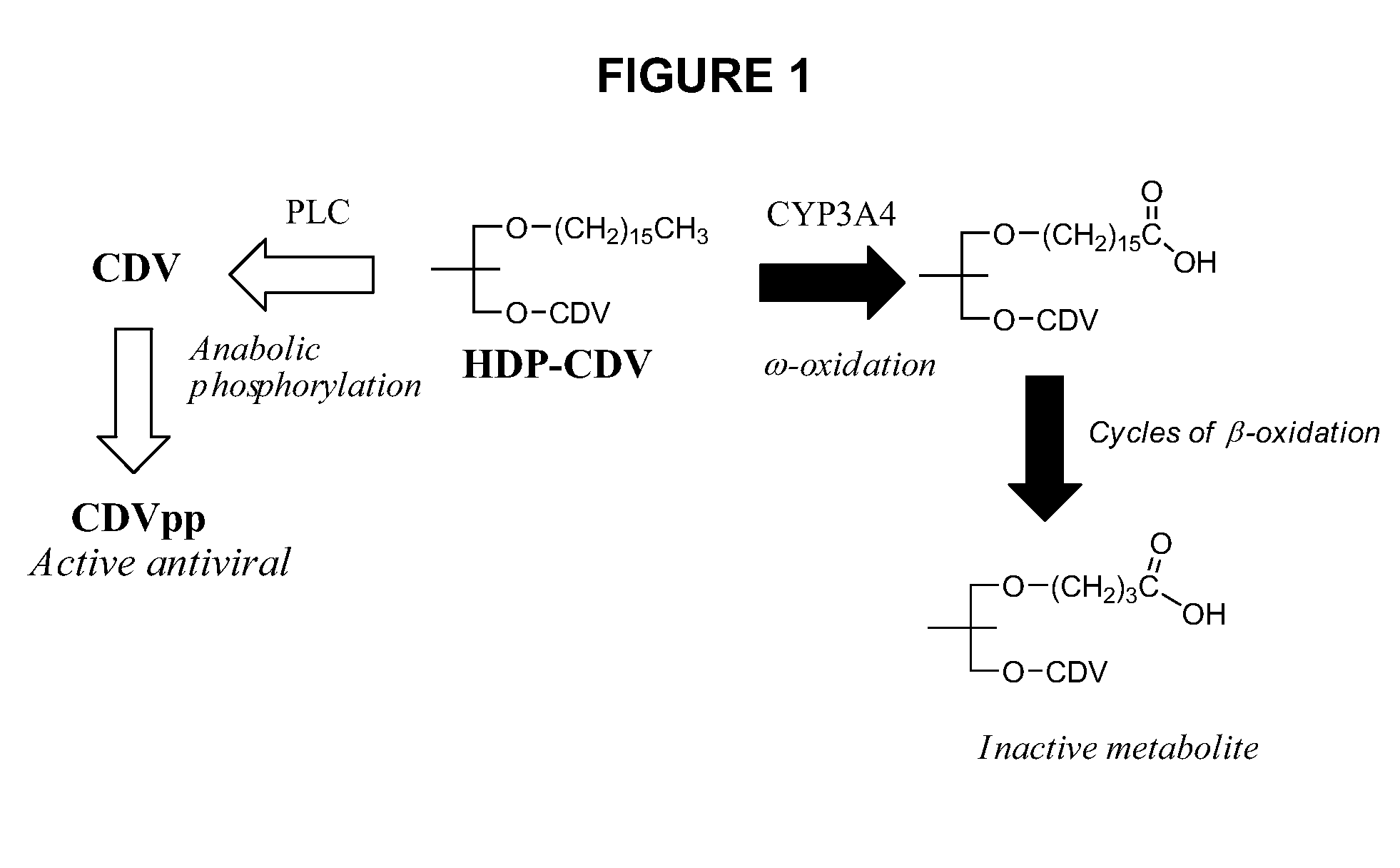 Metabolically stable alkoxyalkyl esters of antiviral or antiproliferative phosphonates, nucleoside phosphonates and nucleoside phosphates