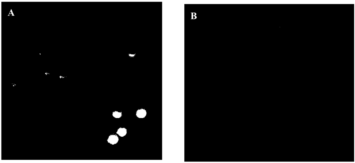 Chitin deacetylase high-yielding strain and application thereof