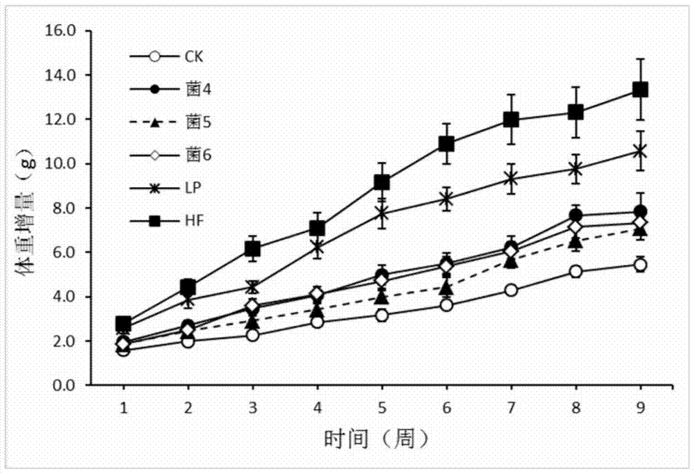 Application of thick-wall fungus probiotics to treatment and prevention of obesity and related diseases