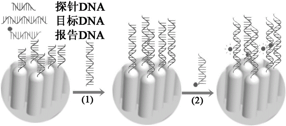 DNA chip and detection method and production method thereof