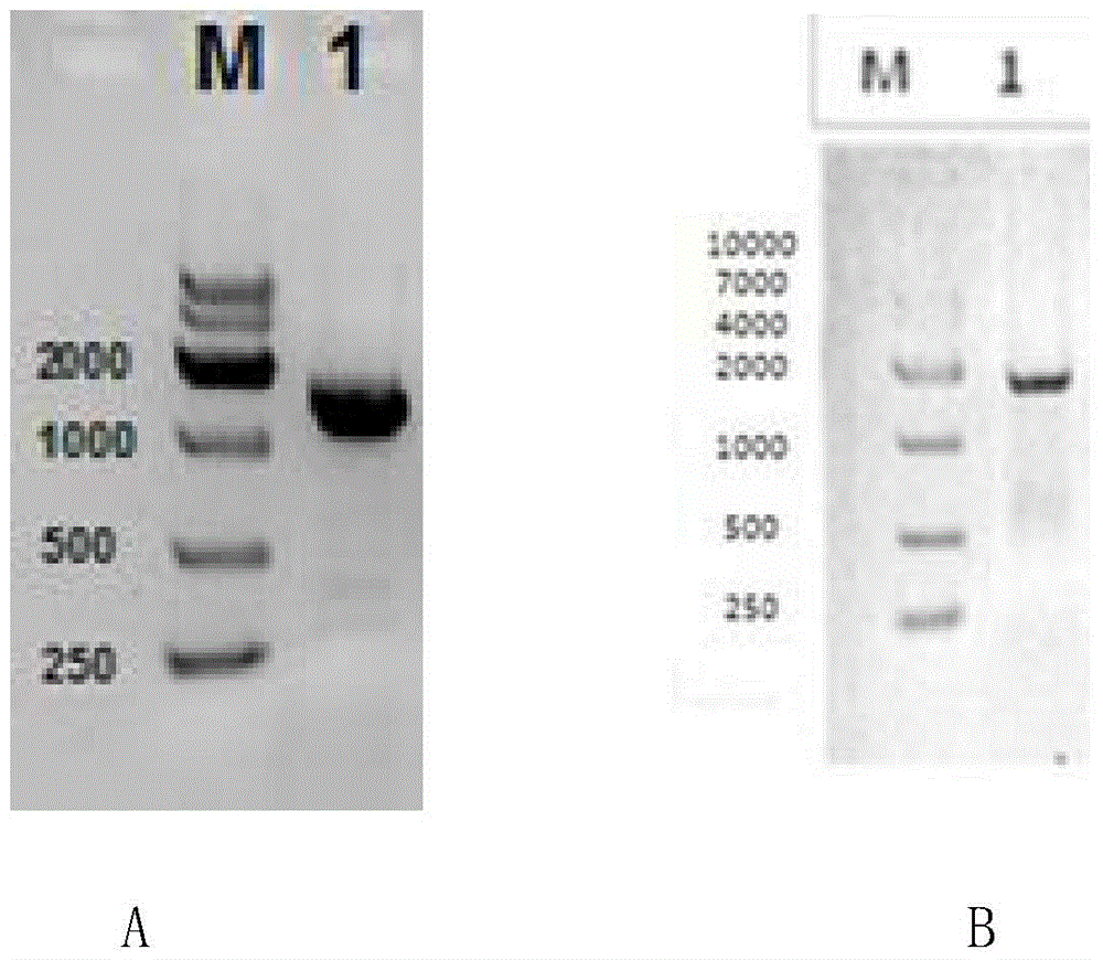 Construction and application of bispecific antibody CD19*CD3