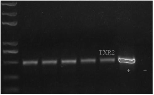 Chamaecrista rhizobium TXR2 and application thereof