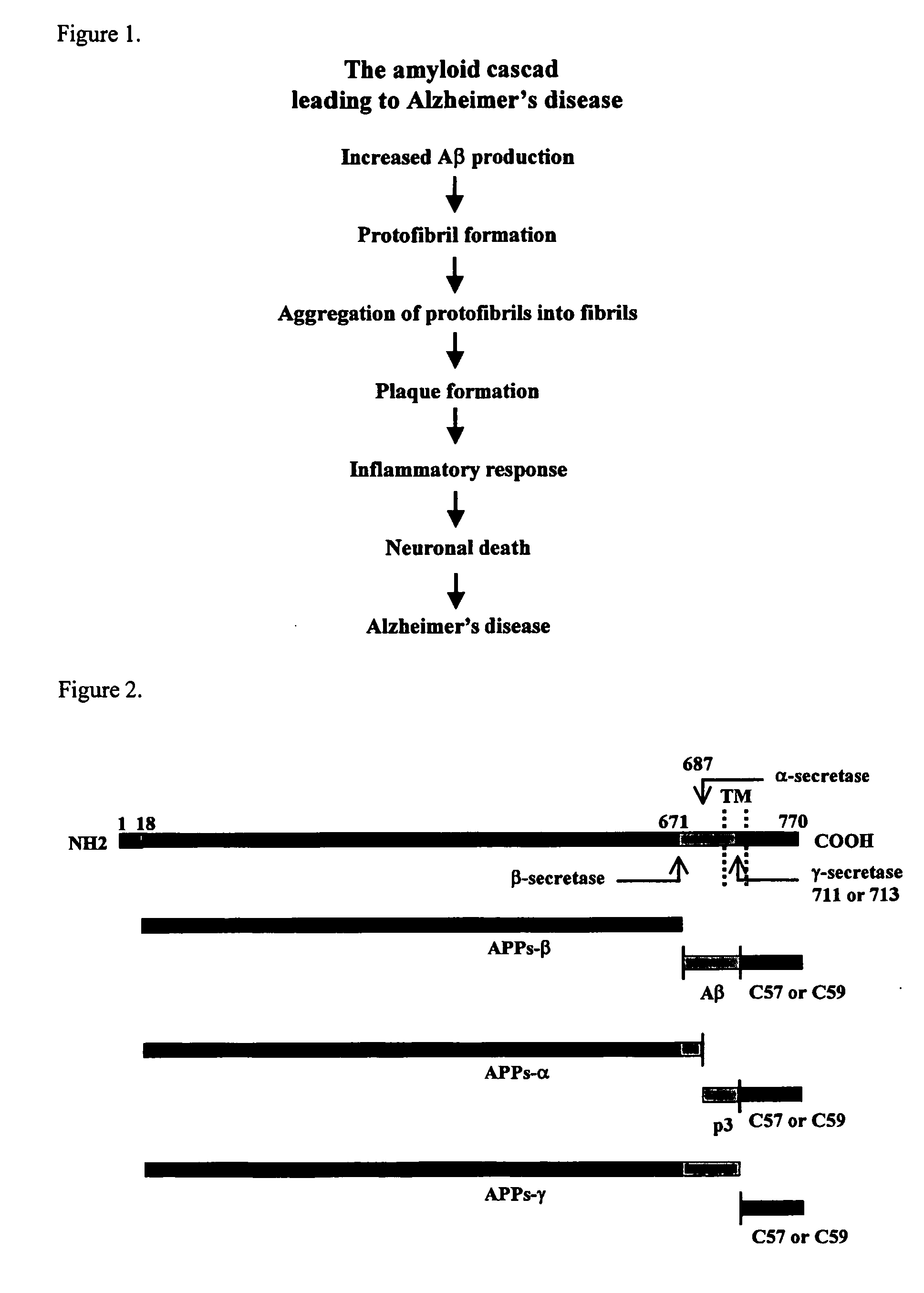 Methods for the identification of agents that modulate the structure and processing of beta-amyloid precursor protein
