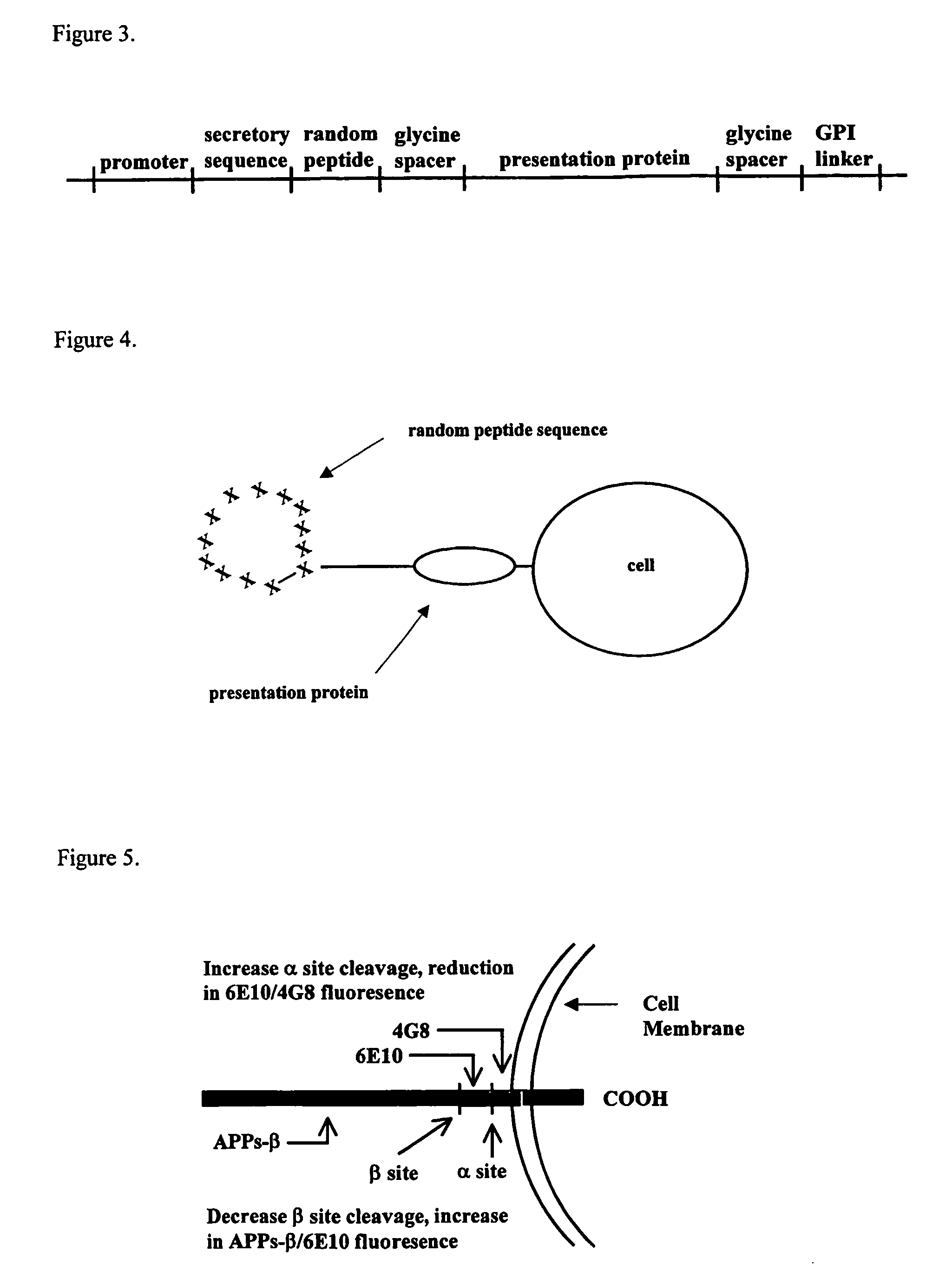 Methods for the identification of agents that modulate the structure and processing of beta-amyloid precursor protein