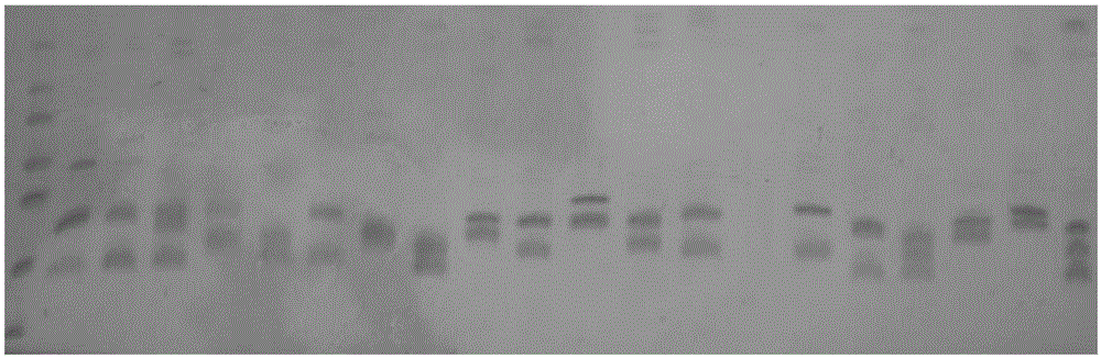 Specific primers and detection method of Castanopsis fargesii and Castanopsis carlesii microsatellite markers