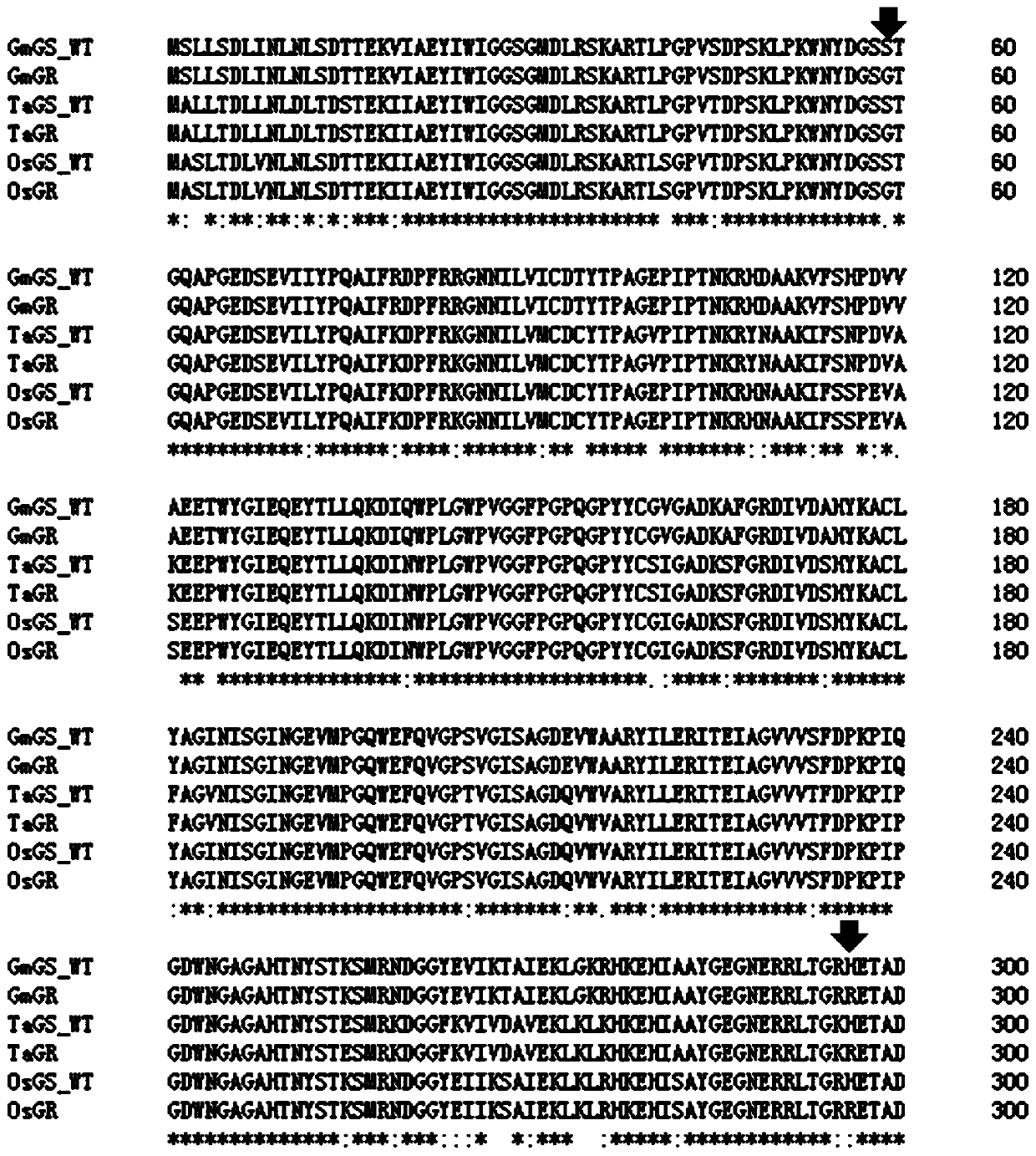 Glutamine synthetase mutant with glufosinate resistance and application and cultivation method of glutamine synthese mutant
