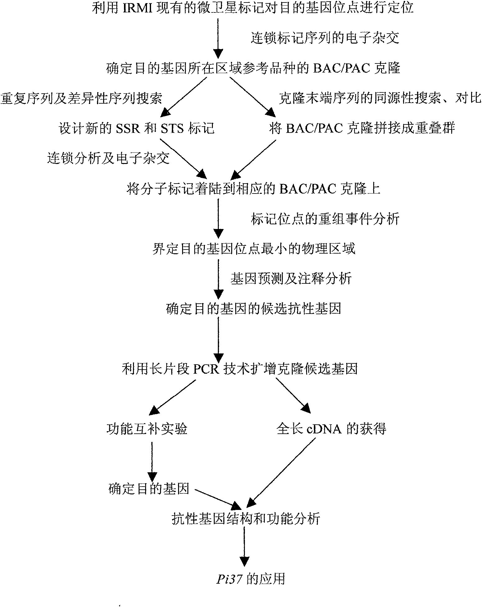 Resistance gene Pi37 against rice blast and application thereof