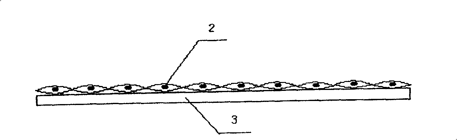 Imaginal stem cell membrane stent in blood vessel, and preparing method thereof