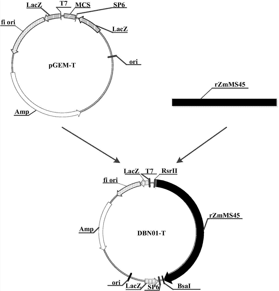 Nucleotide sequence for mediating plant male fertility and application method thereof