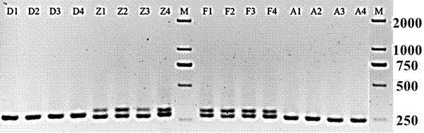 Internal transcribed spacer (ITS2) molecular marker identifying method for aquaculture of catfish hybrids