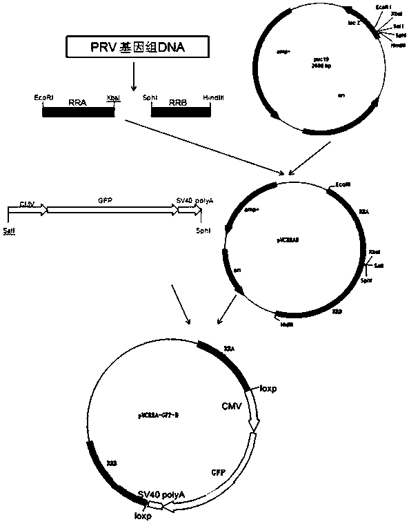 Porcine pseudorabies virus gene deletion strain, vaccine composition and its preparation method and application