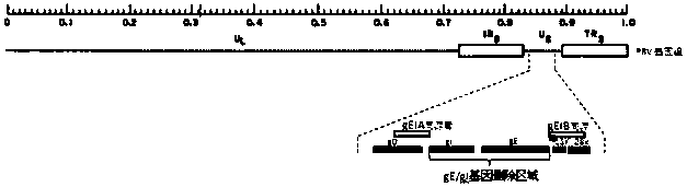 Porcine pseudorabies virus gene deletion strain, vaccine composition and its preparation method and application