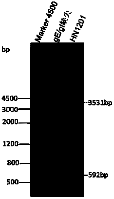 Porcine pseudorabies virus gene deletion strain, vaccine composition and its preparation method and application