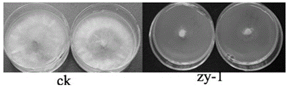 A kind of bacillus cereus bacterial strain and application