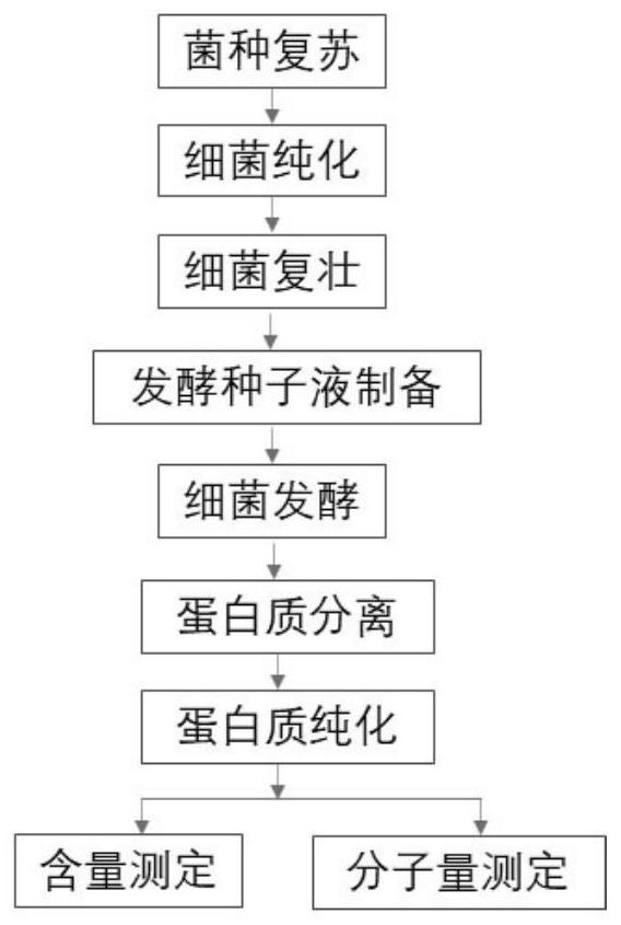 Method for increasing yield of riemerella anatipestifer gelatin liquefying enzyme through batch fermentation