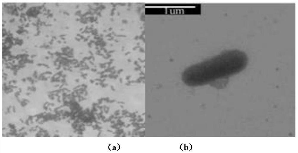 Method for increasing yield of riemerella anatipestifer gelatin liquefying enzyme through batch fermentation