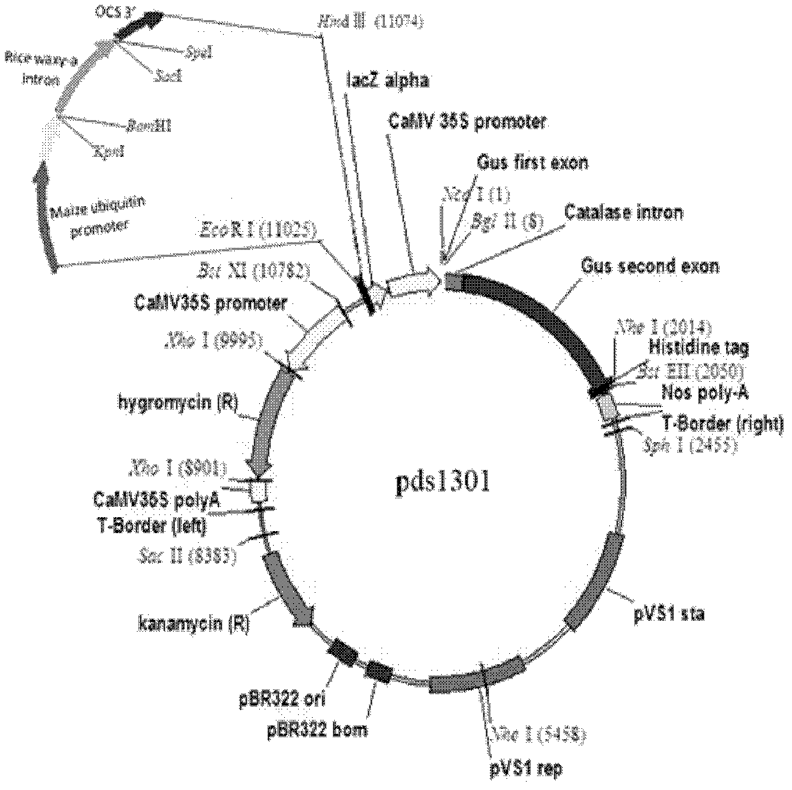 Histone demethylase gene JMJ703 for regulating rice stem height, and applications thereof