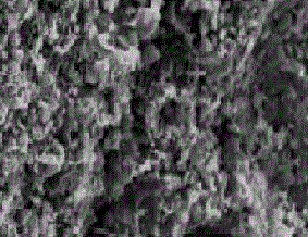 Method for adsorbing mercury ions in waste water by means of charcoal particles made from poplar branches