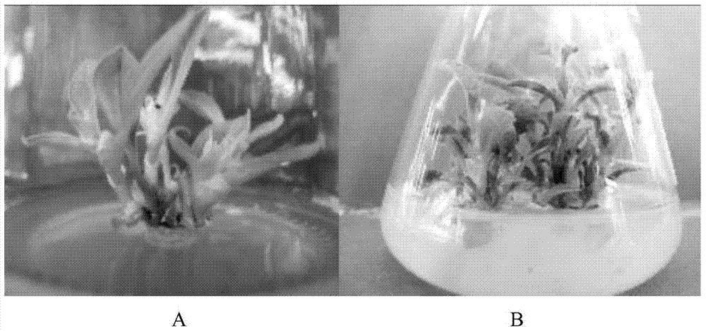 A method for fast propagation and seedling growth of magnolia fadou tissue