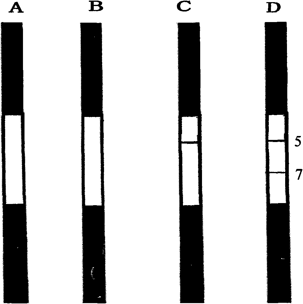 Reagent strip for testing syphilis specific IgG antibodies through gold immunochromatographic assay and preparation method thereof