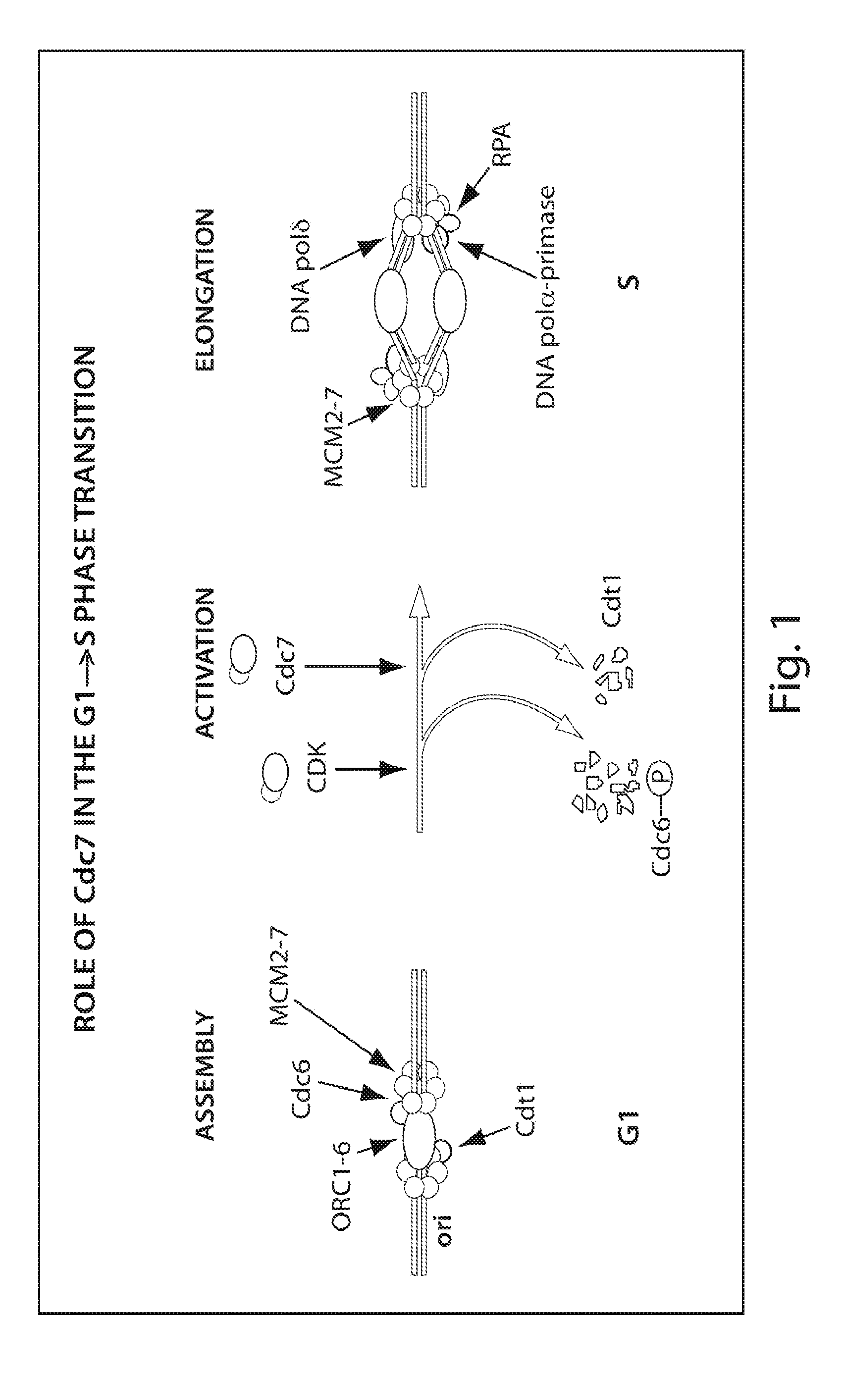 CDC7 kinase inhibitors and uses thereof