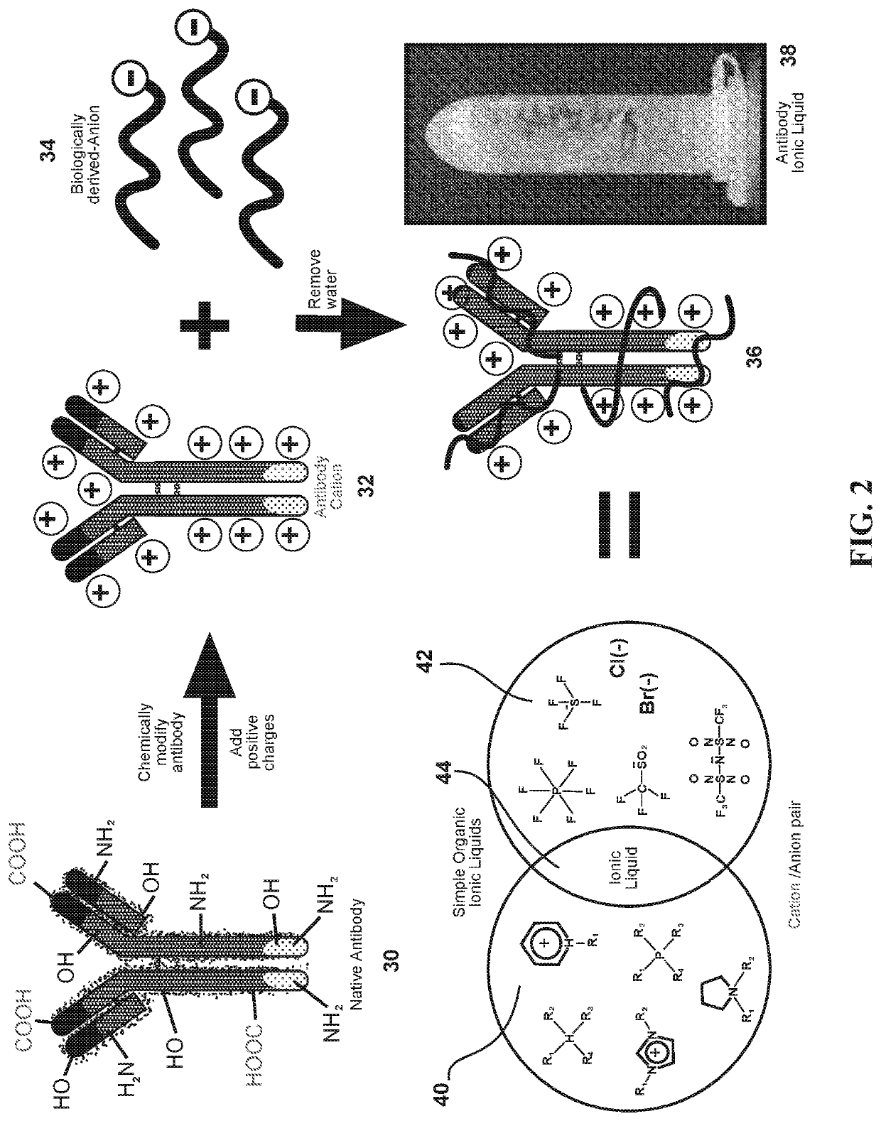 Ultrastable antibody ionic liquids