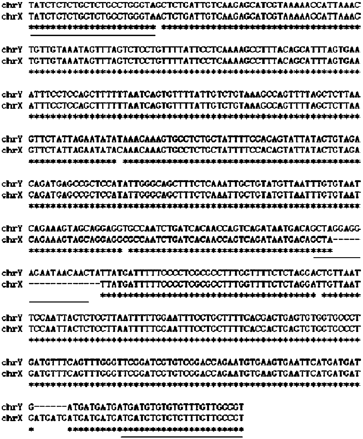 Male specific DNA marker of oplegnathus punctatus and method for identifying hereditary sex