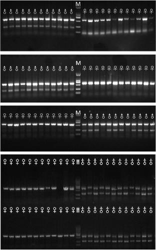 Male specific DNA marker of oplegnathus punctatus and method for identifying hereditary sex