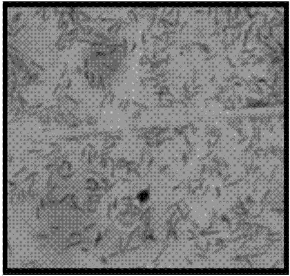 Rhizobium and application thereof