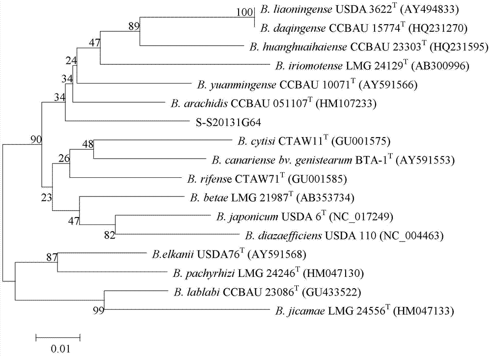 Rhizobium and application thereof