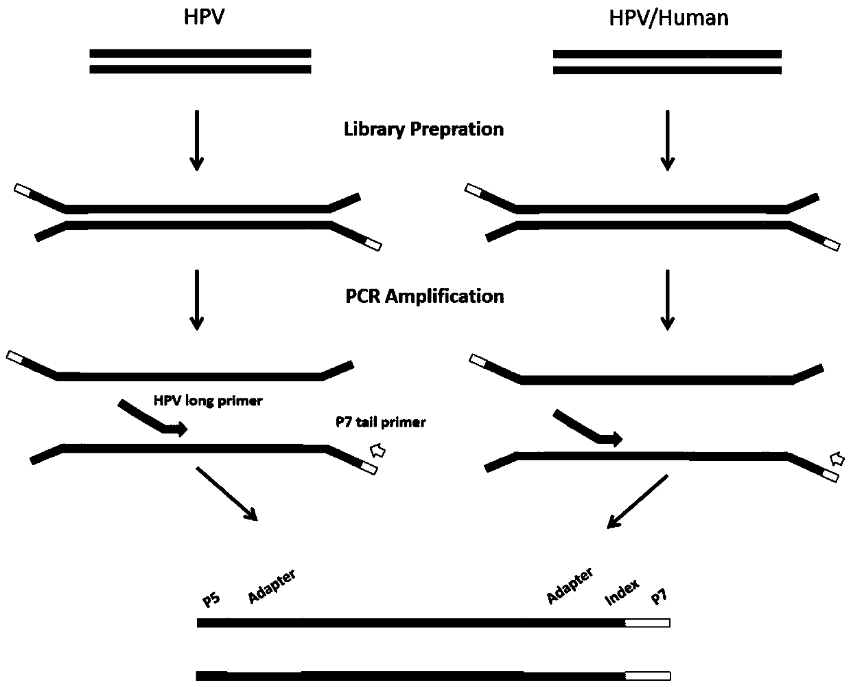 Amplification and sequencing method for identification of various HPV types and genomic integration analysis