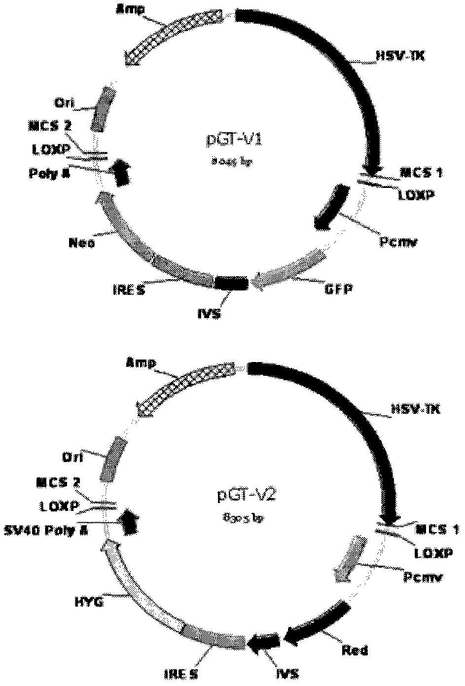 Allele double knockout targeting vector system and construction method thereof