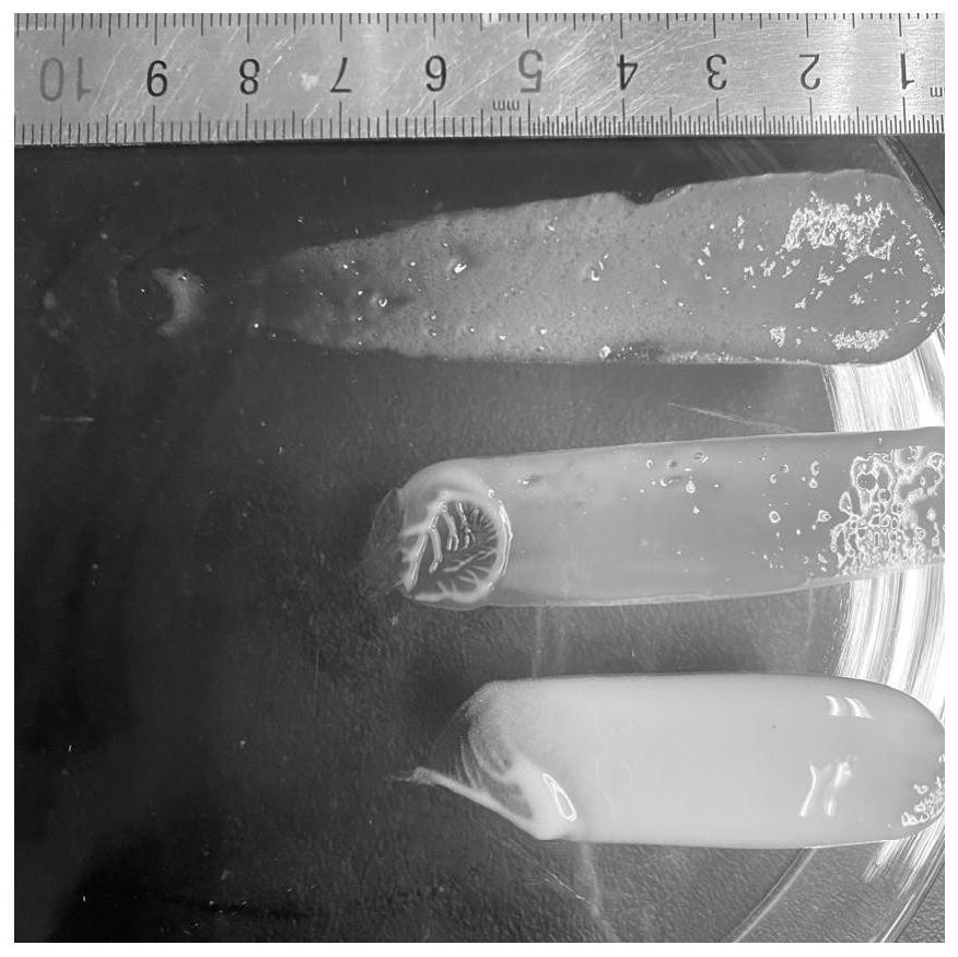 Preparation method of self-assembled whitening active compound micelle and skin care product