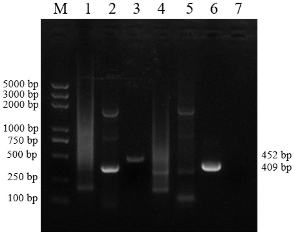 Double rpa detection kit for bovine parainfluenza virus and bovine respiratory syncytial virus