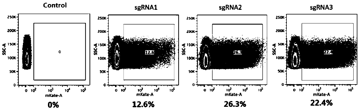 SgRNA for specific recognition of pig KIT gene, coding DNA thereof and kit, and application thereof